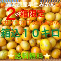 全国どこでも送料無料★神奈川県湯河原産早生みかん訳ありSサイズ以下小ミカン★箱込み10kg★C10_画像1