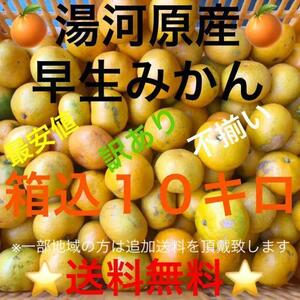 【関東・東北・信越・北陸・中部・関西にお住いの方限定】送料無料★神奈川県湯河原産早生みかん訳あり不揃いミカン★箱込み10kg★B9