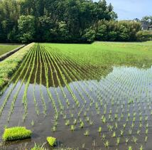 2023年令和 5年産 白米 玄米 幻のお米愛知県の幻の米と呼ばれている『ミネアサヒ』10キロです。玄米保管精米発送無洗米可_画像9