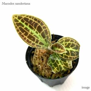 マコデス サンデリアーナ (ジュエルオーキッド 宝石蘭 Macodes sanderiana サンデリアナ)