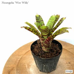 ネオレゲリア 'ウィーウィリー' 3寸 (タンクブロメリア Neoregelia 'Wee Willy')