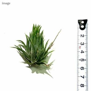 チランジア イオナンタ 'ヘーゼルナッツ' (エアープランツ ティランジア ionantha 'Hazel Nut')の画像2