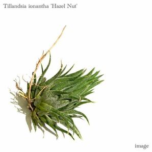 チランジア イオナンタ 'ヘーゼルナッツ' (エアープランツ ティランジア ionantha 'Hazel Nut')の画像1