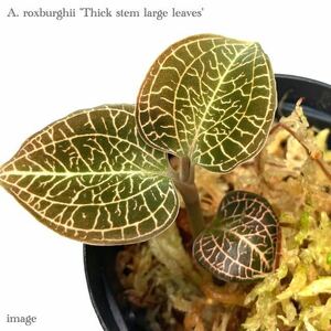 アネクトキルス ロクスバーギー 'シックステム ラージリーブス' 2寸 (ジュエルオーキッド 宝石蘭 roxburghii 'Thick stem large leaves')