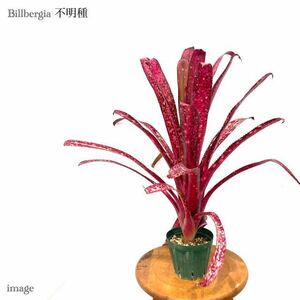 ビルベルギア 不明種 4寸 (ブロメリア Billbergia 交配種? hybrid?)