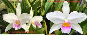 C. purpurata f. canhanduba x sib ('CG 909' x 'Carlos Gomes') 洋蘭 原種