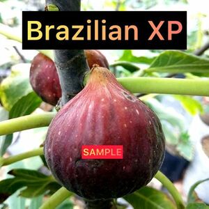 【Fg59】極太ロング 超希少 『 Brazilian xp 』イチジク 穂木 挿し木 無花果