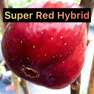 【Fg75】極太ロング 超希少 『 Super Red Hybrid 』イチジク 穂木 挿し木 無花果