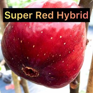 【Fg115】在庫ラスト！！極太ロング 超希少 『 Super Red Hybrid 』イチジク 穂木 挿し木 無花果