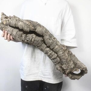 【C3998】超特大サイズ！最高品質！ キャノン型 コルク樹皮 エアプランツ チランジア コウモリラン ビカクシダ 洋蘭 爬虫類 コルク