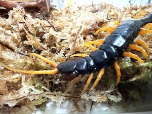  внутренний первый поступление. mkate!? супер прекрасный особь *Scolopendra cataracta*ka треска kta(la мужской производство )*water fall centipede!