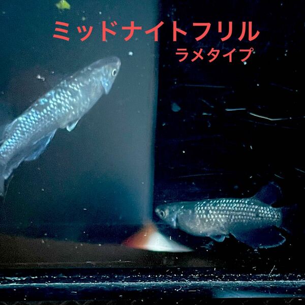 メダカ　卵　ミッドナイトフリル(ラメタイプ) 30個＋a