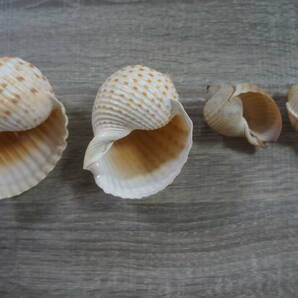 貝殻セット ヤツシロガイ類などの画像3