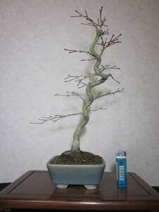  old tree feeling on .yamamomiji mountain maple root trim is good underfoot manner . exist pattern tree writing person style bring-your-own. . manner bonsai height of tree 40 centimeter ( ground . from 34.) regular person pot 