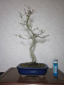  old tree feeling on .yamamomiji mountain maple root trim is good underfoot manner . exist pattern tree writing person style bring-your-own. . manner bonsai height of tree 37 centimeter ( ground . from 31.) length person pot 