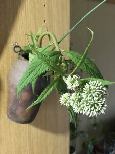 花種　ヒヨドリバナ　山野草　宿根　種沢山　北海道より