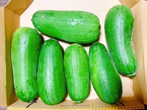 島野菜！炒め物や天ぷらに！沖縄産ナーベラー 食用ヘチマ！コンパクトでお届け！！