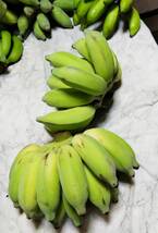 沖縄最高峰！やんばる産　バナナの王様！キングオブ「ナムワバナナ」_画像5
