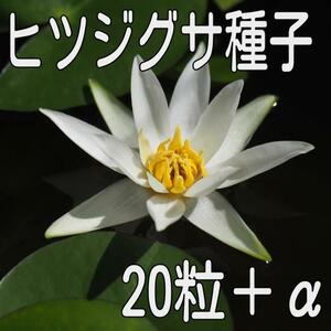 【20粒＋α】ヒツジグサ（未草・スイレン）の種子