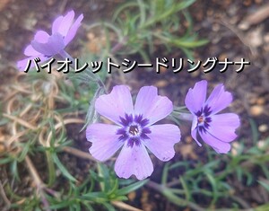 【ネコポス】芝桜 バイオレットシーリングナナ６cmポット苗