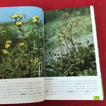 a-501 野草ハンドブック1 春の花　冨成忠夫　著　株式会社山と渓谷社　1988年6月25日21版発行　アウトドア　植物　夏　秋の花　※1_画像3