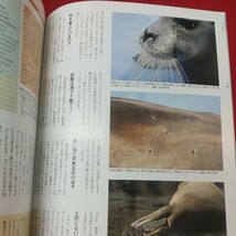 c-505※1 faura 2010年12月号 2010年12月15日 発行 有限会社ナチュラリー 雑誌 北海道 紋別 アザラシ 写真 生態 動物 エゾリス_画像7