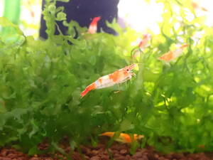 31 day shipping only compensation 1 break up addition ru Lee shrimp assortment total 100 pcs orange ru Lee *b rule Lee * red ru Lee 