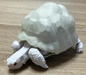 ◆ガチャ ガシャポン 亀 かめ カメ フィギュア インドホシガメ アルビノ 中古 生き物 バンダイ BANDAI