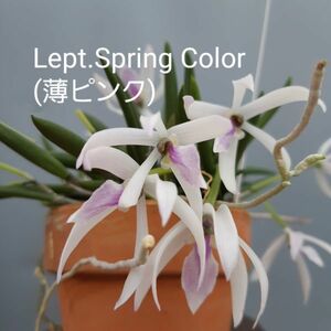 6972【つぼみ付き株】レプトテス スプリング　カラー　②　 Lpts.Spring Color 洋蘭 交配種 (catkinen0001)