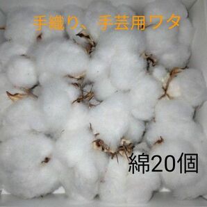 自家栽培綿20個 コットン 手織り 手芸 工作 リース材料 ドライフラワー 