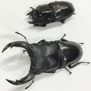 ホペイ⑦ 新成虫ペア　♂67ミリ　♀44ミリ　未使用