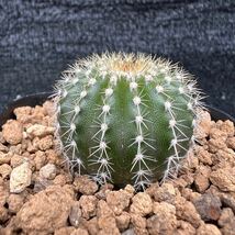 Uebelmannia sp（グミフェラ×ペクチニフェラ）　実生 Uebelmanniapectinifera×Uebelmannia gummifera_画像2