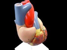 【おすすめ】 右心房 実物大【スタンド付き】 左心房 弁 心臓模型 右心室 人体模型 ＭＦＣ 左心室_画像5