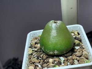 コノフィツム　ブルゲリ　一点　サイズ:約3.5cm Conophytum 多肉植物