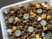 コノフィツムConophytum chrisocruxum SH2275 9点　鉢ごと発送　多肉植物 _画像3