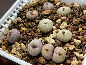 コノフィツム デブレッサム　亜種パーデュランス　C.depressum ssp.perdurans 橙花　8点実生株　多肉植物 