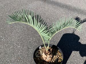 細葉 ラナタス , エンセファラルトス / Encephalartos lanatusソテツ 蘇鉄