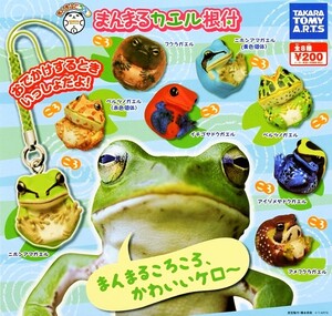 *.... frog netsuke... all 8 kind ( Japan amaga L / strawberry yadokga L / bell tsunoga L /fklaga L / Ame fkla/ other )..././ figure 