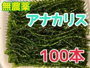 無農薬 アナカリス 100本 エビ金魚ザリガニ熱帯魚水草メダカめだか オオカナダモ 餌 金魚藻 金魚草隠れ家