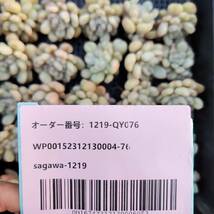 多肉植物25個 1219-QY076 ビルゲイツ エケベリア　カット 寄植え-千葉MS基地 _画像3