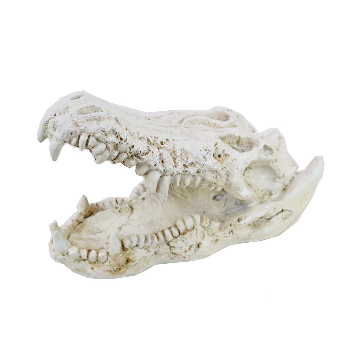 Crocodile Skull Objet Crocodile Alligator Bone Skeleton Plant Ornament, Handmade items, interior, miscellaneous goods, ornament, object