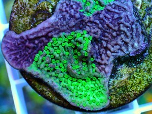 激レア!！[ Purple & Green Grafted Montipora Cap ] グラフテッドモンティポラ