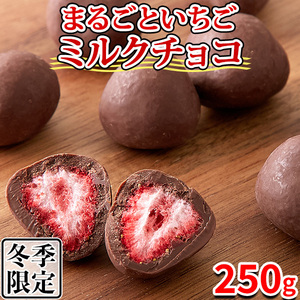 イチゴチョコ 個包装 チョコレート ギフト ミルクチョコ いちご 苺 チョコ 訳あり スイーツ 人気 大量 洋菓子 常温 250g