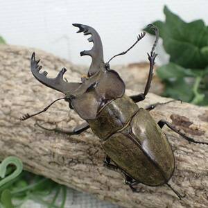 【Sparkle Beetle】宮崎県南部産 ミヤマクワガタ♂75.9mm♀44mm