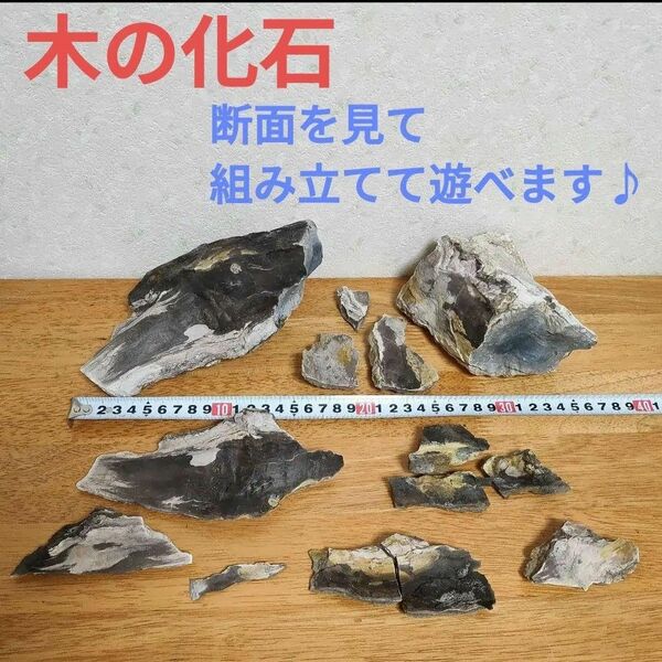 木の化石 木化石 珪化木 セット① 訳あり 国産 岐阜県産 立体パズル 水槽 アクアリウ厶 ペトリファイドウッド 化石 盆石 鑑賞