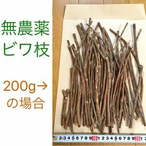 びわ枝 果樹枝 かじり木 ★ 農薬不使用 ★ おもちゃ 草木染め DIY 素材 チンチラ ハムスター リス モルモット 鳥 インコ