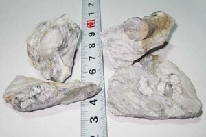 日本の化石　宮城県気仙沼市大理石海岸のウミユリ化石セット