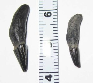 世界の化石　ベルギーのイルカ類の歯２個セット/大変珍しいベルギー産