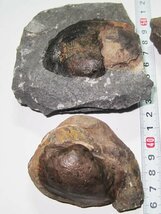 日本の化石　香川県兼割の二枚貝/ナノナビス　４個セット_画像2