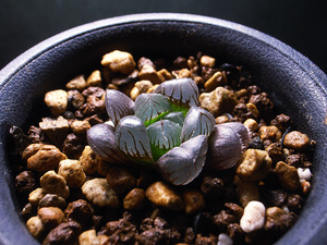 【多肉植物】ハオルチア 黒オブツーサ ( 蒼月の片親 ) / Haworthia obtusa Black type